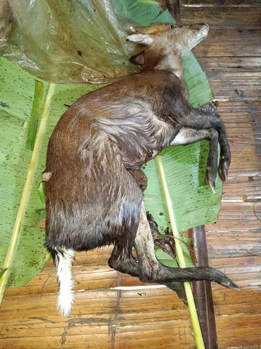 Leaf Muntjac (Muntiacus putaoensis) — Data Deficient Mammalia