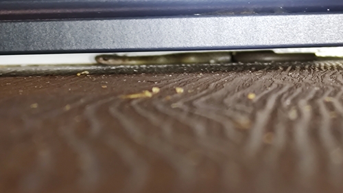 Common keelback sighting