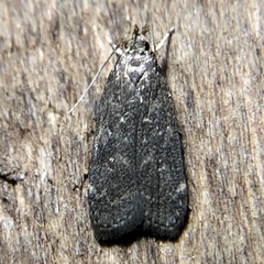 Helcystogramma melantherella