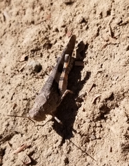 Trimerotropis fontana