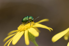 Cryptocephalus aureolus