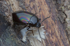 Ceropria opulenta