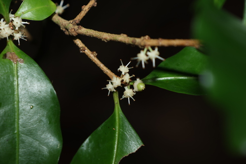Image of Actephila mooreana by (c) Greg Tasney, some rights reserved (CC BY-SA)