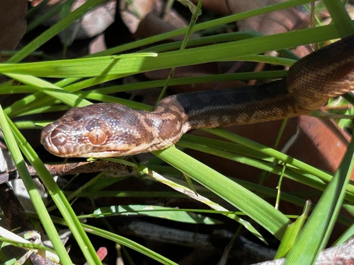Coastal Carpet Python sighting