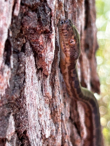 Coastal Carpet Python sighting