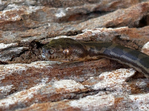 Coastal Carpet Python sighting