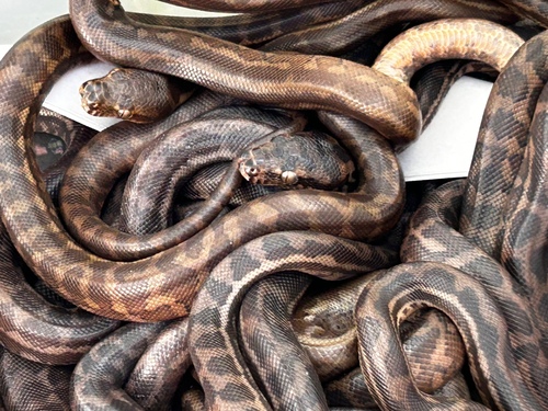 Coastal Carpet Python sighting