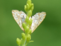 Elophila icciusalis