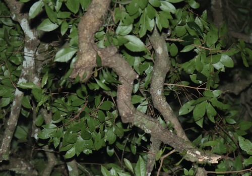 Image of Vitex lignum by (c) Greg Tasney, some rights reserved (CC BY-SA)