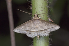 Hypospila creberrima