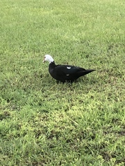 Cairina moschata domestica