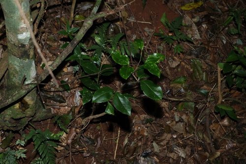 Image of Rhysotoechia bifoliolata by (c) Greg Tasney, some rights reserved (CC BY-SA)