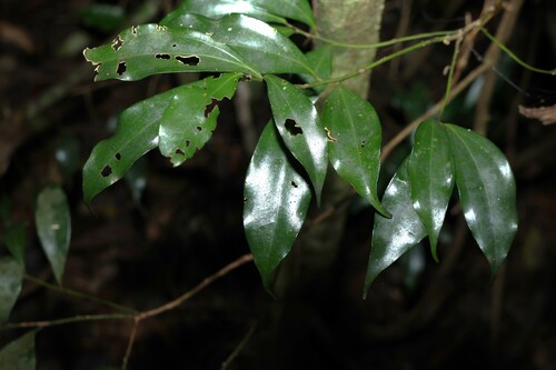 Image of Cryptocarya laevigata by (c) Greg Tasney, some rights reserved (CC BY-SA)
