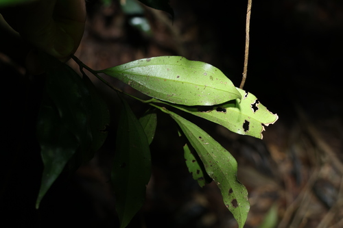 Image of Cryptocarya laevigata by (c) Greg Tasney, some rights reserved (CC BY-SA)