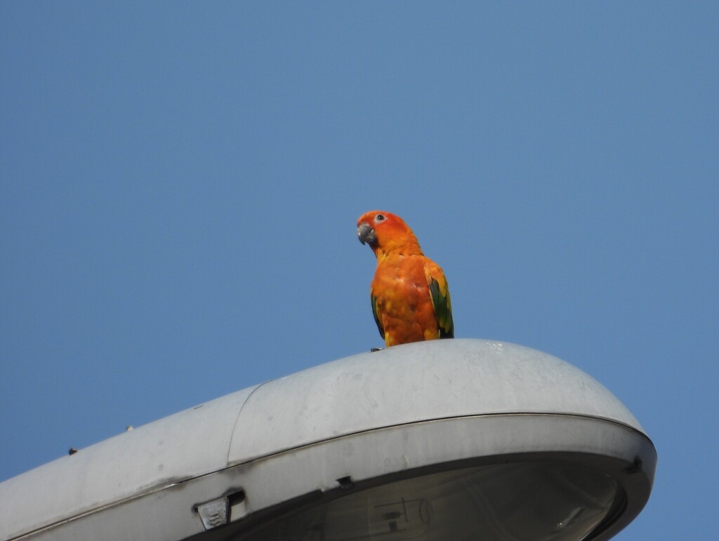 Sun Parakeet