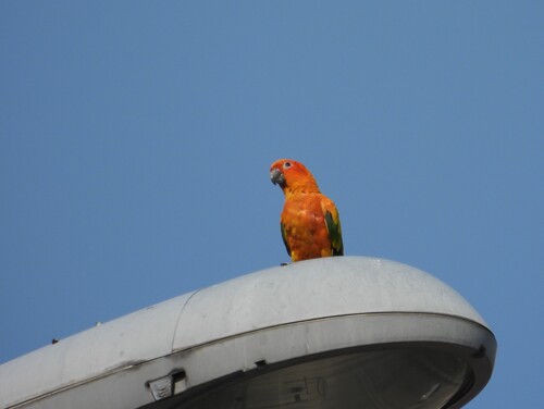 Sun Parakeet