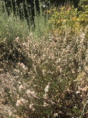 Eriogonum wrightii membranaceum