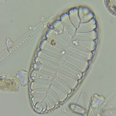 Surirella