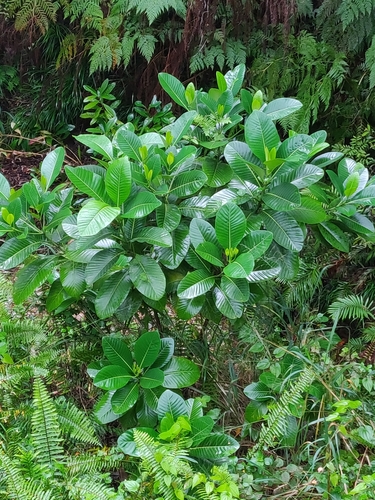 Alstonia costata observed 2025-03-23