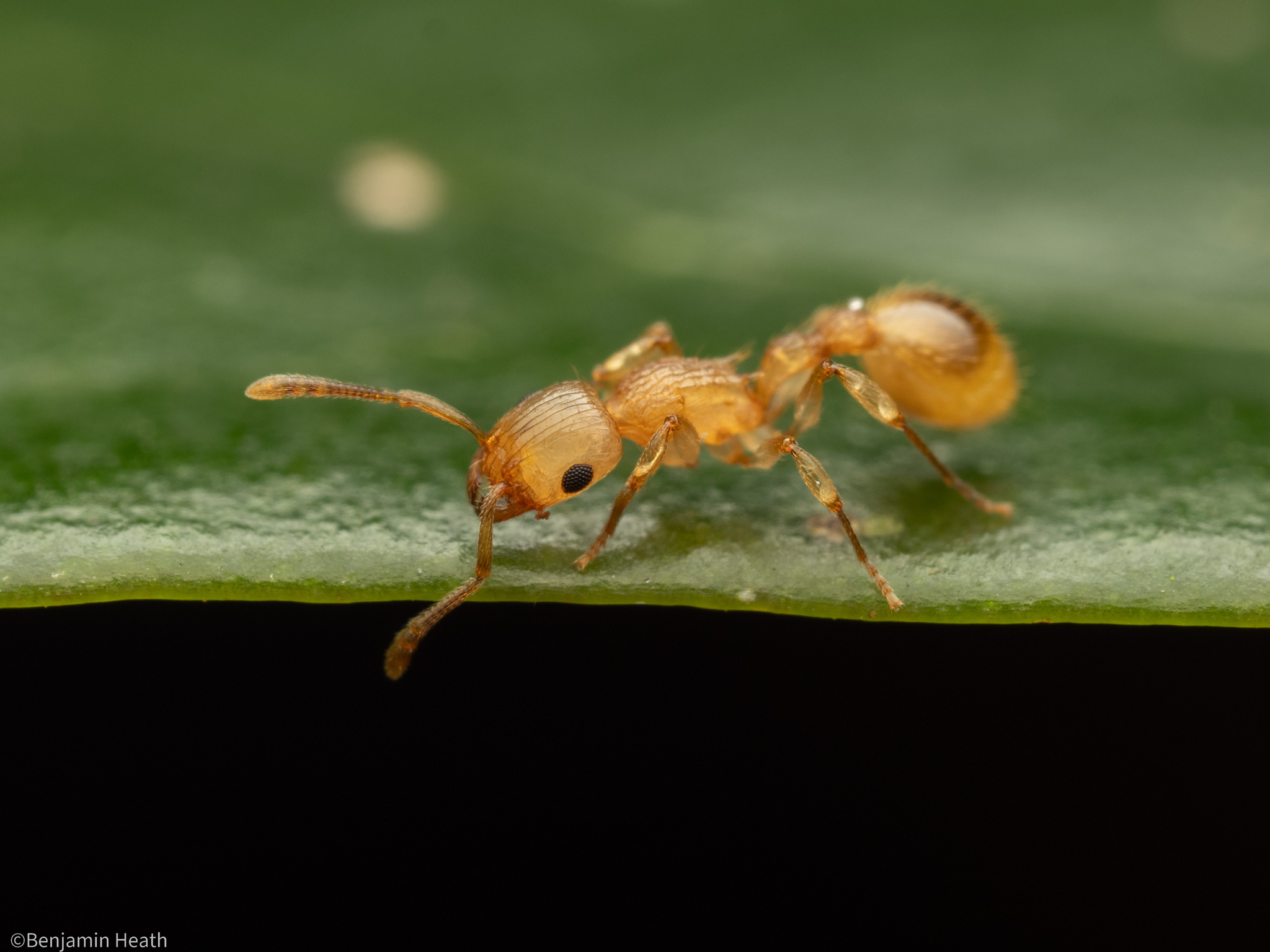 Rotastruma stenoceps