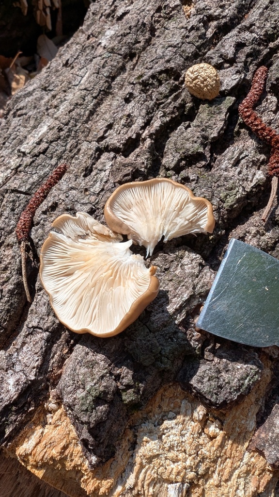 Pleurotus ostreatus · March 2025 · photo: © atsushi_nakajima_cirque (iNaturalist, cc-by)