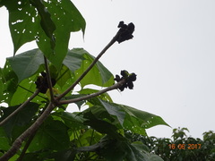 Sterculia urens