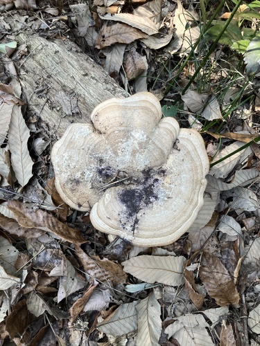 Fomitopsis dickinsii