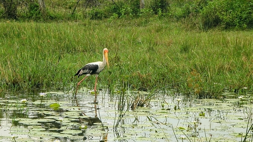 Painted Stork