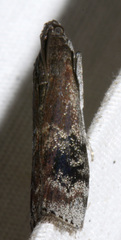 Euzophera semifuneralis
