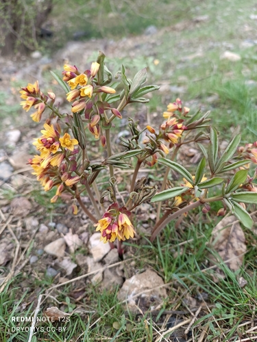 Image of Gymnospermium Alberti (Gymnospermium alberti) by (c) Natalya Ivanova, some rights reserved (CC BY)