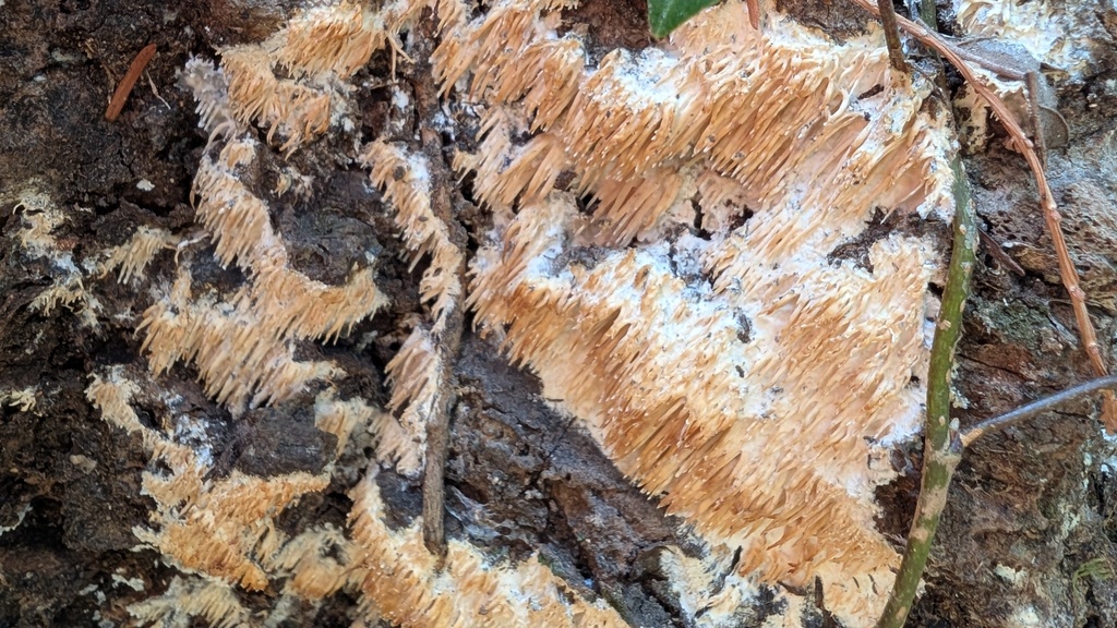 Radulomyces copelandii · March 2025 · photo: © atsushi_nakajima_cirque (iNaturalist, cc-by)