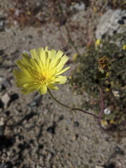 Calycoseris parryi