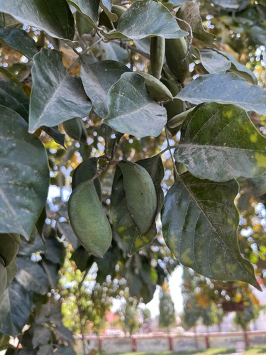 Indian beech tree