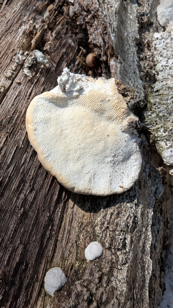 Trametes orientalis · March 2025 · photo: © atsushi_nakajima_cirque (iNaturalist, cc-by)