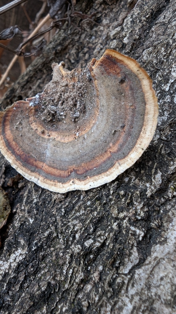 Microporus affinis · March 2025 · photo: © atsushi_nakajima_cirque (iNaturalist, cc-by)