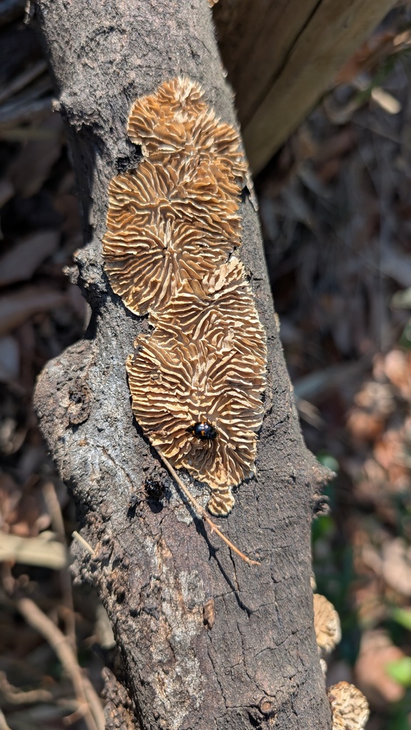 Daedaleopsis styracina · March 2025 · photo: © atsushi_nakajima_cirque (iNaturalist, cc-by)
