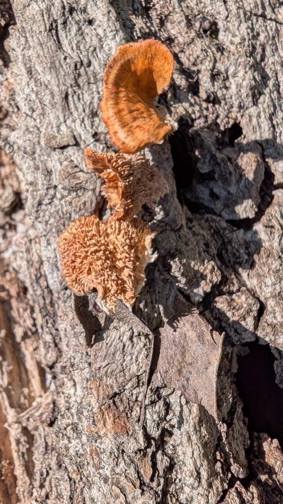Irpex consors · March 2025 · photo: © atsushi_nakajima_cirque (iNaturalist, cc-by)