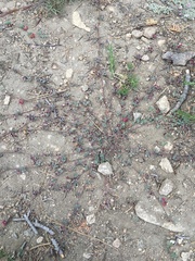 Acmispon decumbens davidsonii