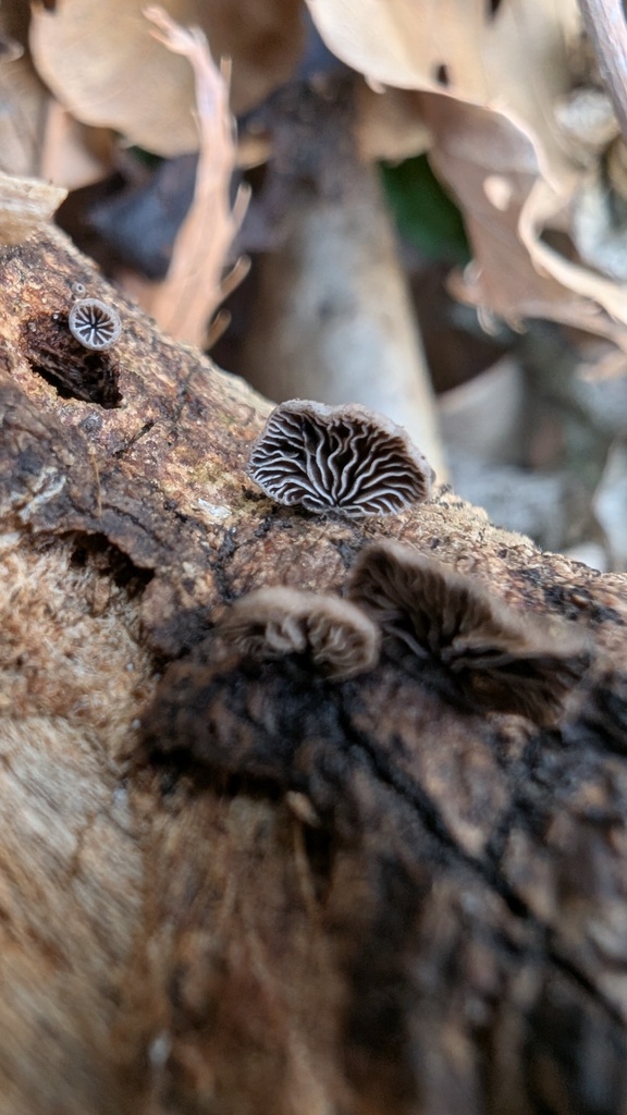 Resupinatus applicatus · March 2025 · photo: © atsushi_nakajima_cirque (iNaturalist, cc-by)
