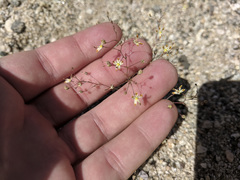 Nemacladus rubescens