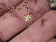 Nemacladus rubescens