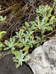 Antennaria rosea