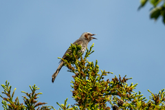 Hypsipetes amaurotis
