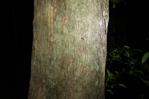 Image of Vitex lignum by (c) Greg Tasney, some rights reserved (CC BY-SA)