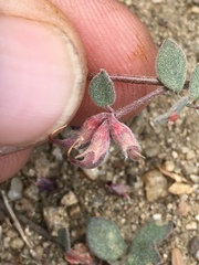 Acmispon decumbens davidsonii