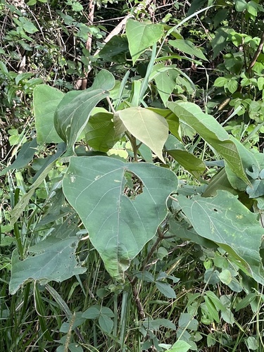 Mallotus mollissimus observed 2025-03-23