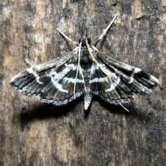Diasemiodes janassialis