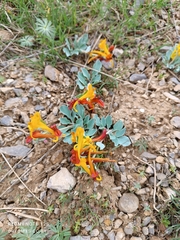 Natalya Ivanova, CC BY, iNaturalist via GBIF Corydalis sewerzowii, photograph Natalya Ivanova, CC BY, iNaturalist via GBIF