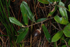 Quercus × succulenta