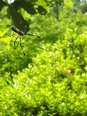 Trichonephila clavata
